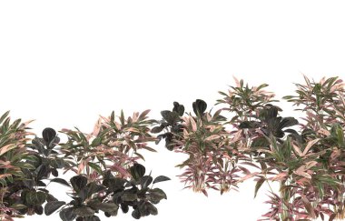 Field of grass isolated on white background. 3d rendering - illustration