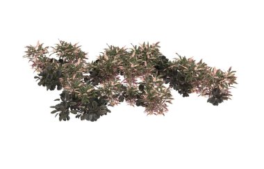 Field of grass isolated on white background. 3d rendering - illustration