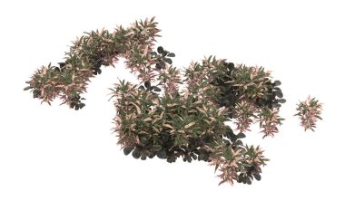 Field of grass isolated on white background. 3d rendering - illustration