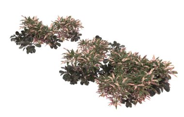 Field of grass isolated on white background. 3d rendering - illustration