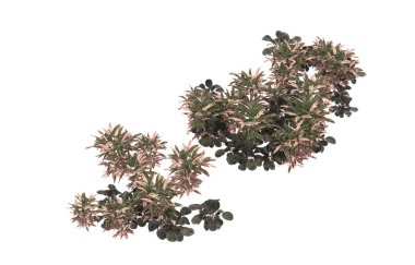 Field of grass isolated on white background. 3d rendering - illustration