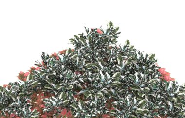 Field of grass isolated on white background. 3d rendering - illustration