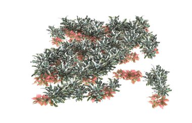 Field of grass isolated on white background. 3d rendering - illustration