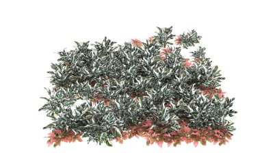 Field of grass isolated on white background. 3d rendering - illustration