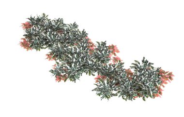 Field of grass isolated on white background. 3d rendering - illustration