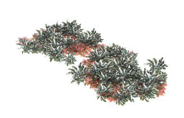 Field of grass isolated on white background. 3d rendering - illustration