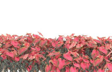 Field of grass isolated on white background. 3d rendering - illustration