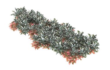 Field of grass isolated on white background. 3d rendering - illustration