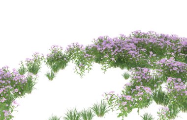 Field of grass isolated on white background. 3d rendering - illustration