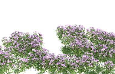 Field of grass isolated on white background. 3d rendering - illustration