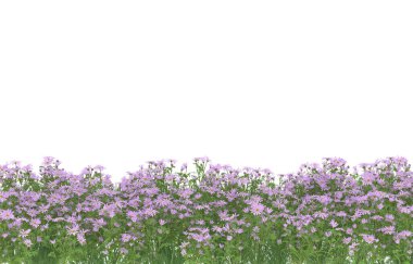 Field of grass isolated on white background. 3d rendering - illustration