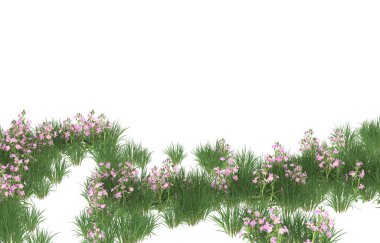Field of grass isolated on white background. 3d rendering - illustration