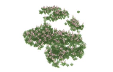 Field of grass isolated on white background. 3d rendering - illustration