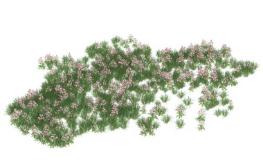 Field of grass isolated on white background. 3d rendering - illustration