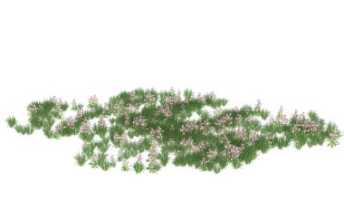 Field of grass isolated on white background. 3d rendering - illustration