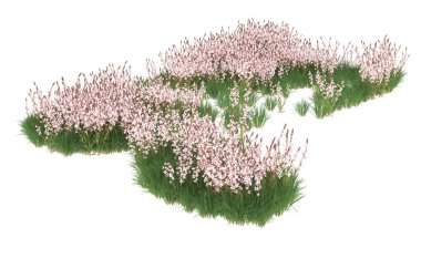 Field of grass isolated on white background. 3d rendering - illustration