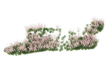 Field of grass isolated on white background. 3d rendering - illustration