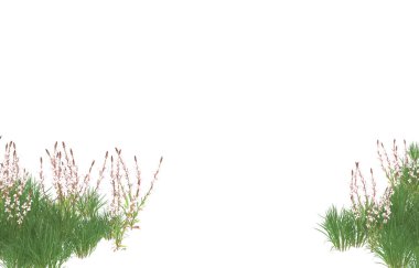 Field of grass isolated on white background. 3d rendering - illustration