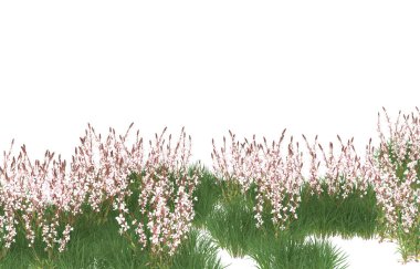 Field of grass isolated on white background. 3d rendering - illustration