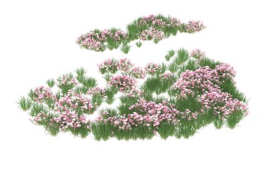 Field of grass isolated on white background. 3d rendering - illustration