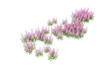 Field of grass isolated on white background. 3d rendering - illustration