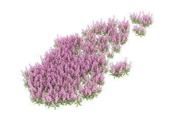 Field of grass isolated on white background. 3d rendering - illustration