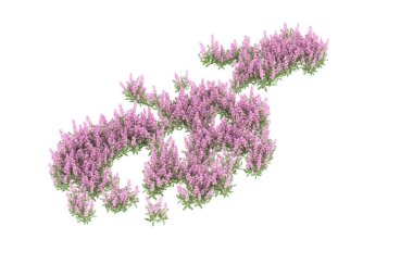 Field of grass isolated on white background. 3d rendering - illustration