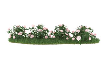 Field of grass with flowers isolated on white background. 3d rendering - illustration