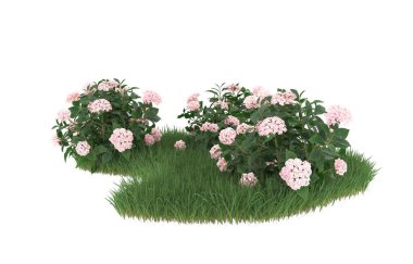 Field of grass with flowers isolated on white background. 3d rendering - illustration