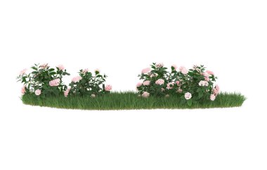Field of grass with flowers isolated on white background. 3d rendering - illustration