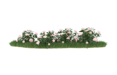 Field of grass with flowers isolated on white background. 3d rendering - illustration