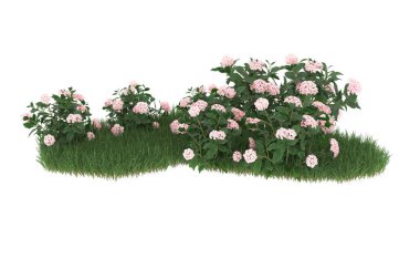 Field of grass with flowers isolated on white background. 3d rendering - illustration