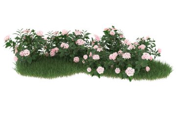 Field of grass with flowers isolated on white background. 3d rendering - illustration