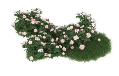 Field of grass with flowers isolated on white background. 3d rendering - illustration