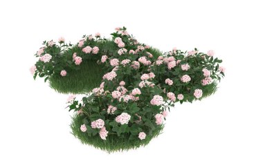 Field of grass with flowers isolated on white background. 3d rendering - illustration