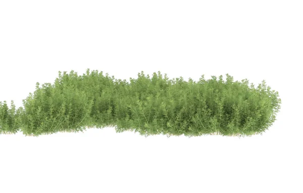 Field Grass Isolated White Background Rendering Illustration — Foto de Stock