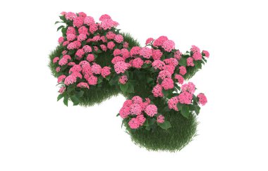 Field of grass with flowers isolated on white background. 3d rendering - illustration