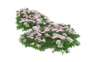 Field of grass with flowers isolated on white background. 3d rendering - illustration