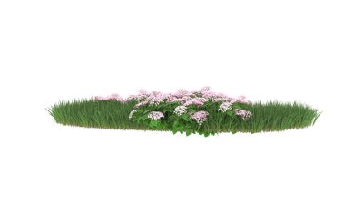 Field of grass with flowers isolated on white background. 3d rendering - illustration