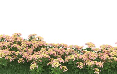 Field of grass with flowers isolated on white background. 3d rendering - illustration