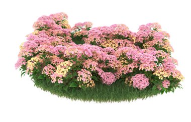 Field of grass with flowers isolated on white background. 3d rendering - illustration