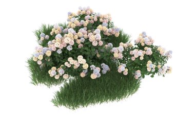 Field of grass with flowers isolated on white background. 3d rendering - illustration