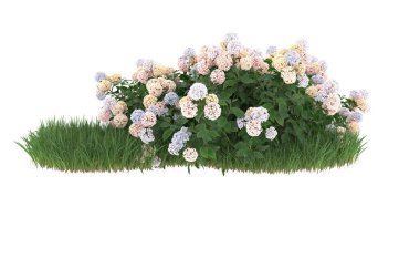 Field of grass with flowers isolated on white background. 3d rendering - illustration