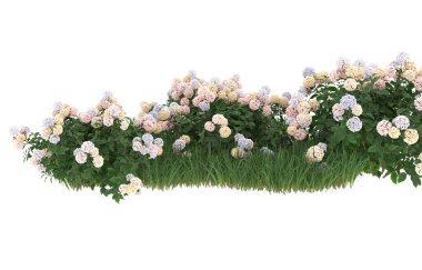 Field of grass with flowers isolated on white background. 3d rendering - illustration
