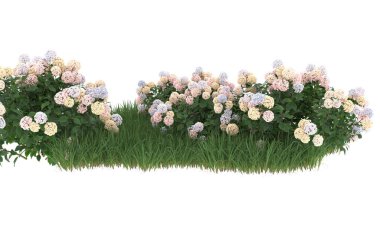 Field of grass with flowers isolated on white background. 3d rendering - illustration