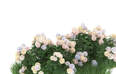 Field of grass with flowers isolated on white background. 3d rendering - illustration