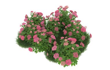 Field of grass with flowers isolated on white background. 3d rendering - illustration