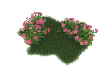 Field of grass with flowers isolated on white background. 3d rendering - illustration