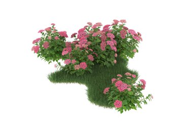 Field of grass with flowers isolated on white background. 3d rendering - illustration