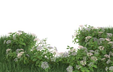 Field of grass with flowers isolated on white background. 3d rendering - illustration